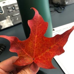 Meet your Posher, Carol